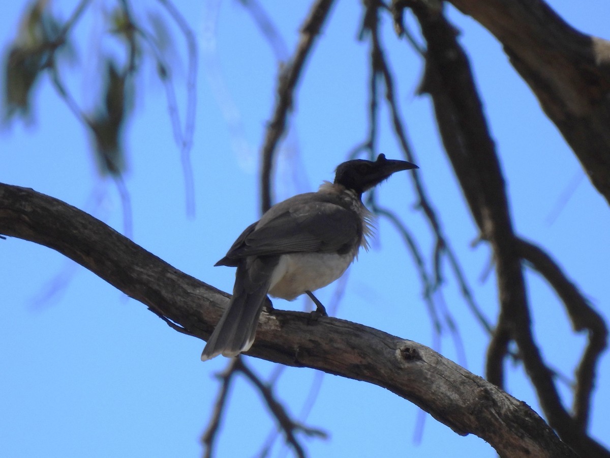 Noisy Friarbird - ML641640957