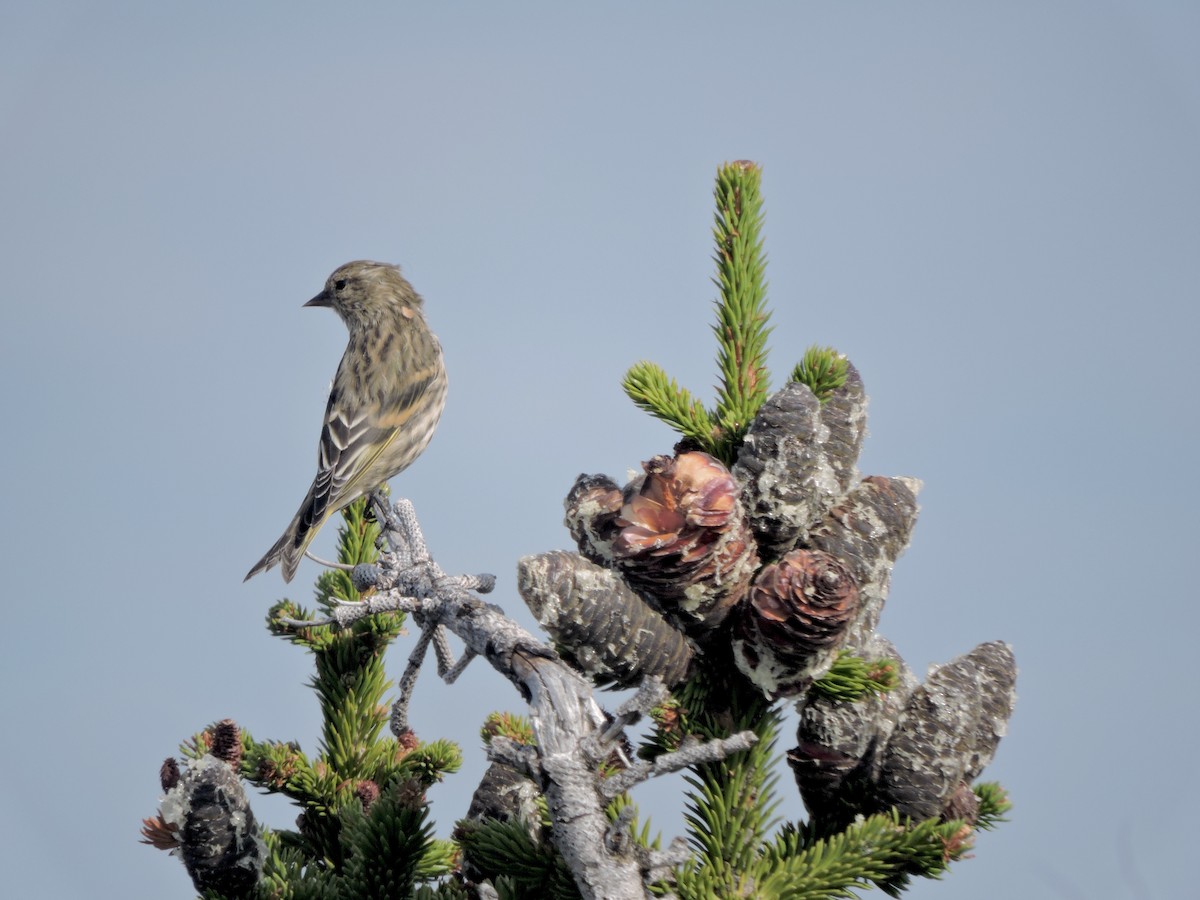 Pine Siskin - ML641640974