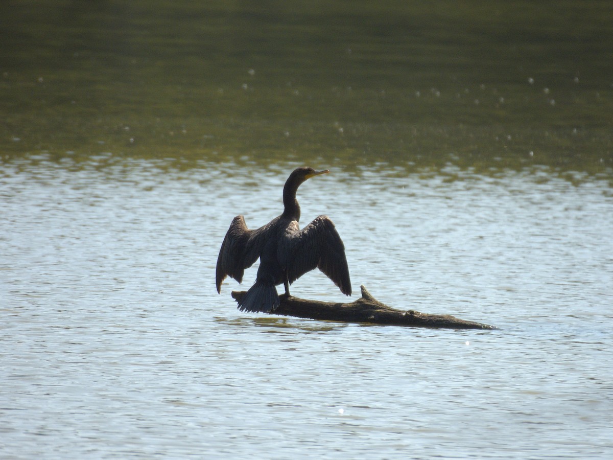Cormoran à aigrettes - ML641640977