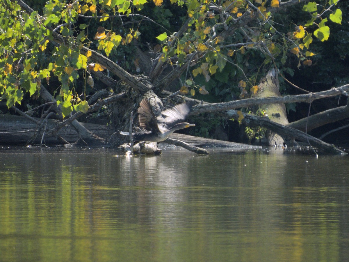 Cormoran à aigrettes - ML641640978