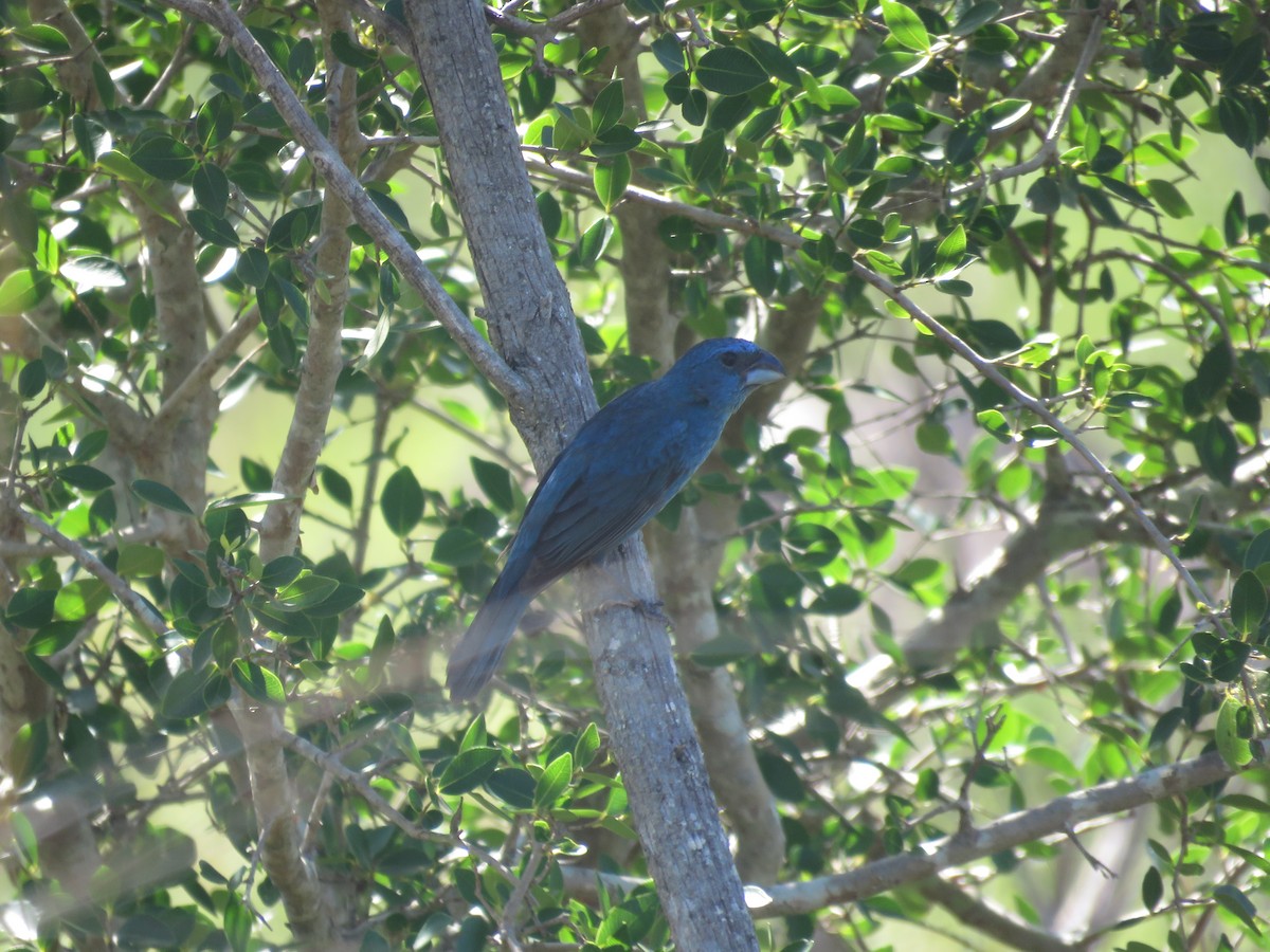 Glaucous-blue Grosbeak - ML641640999
