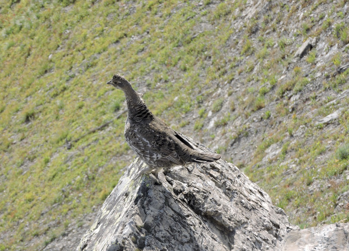 Dusky Grouse - ML641641000