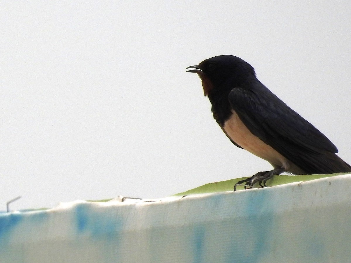 Barn Swallow (Buff-bellied) - ML641641013