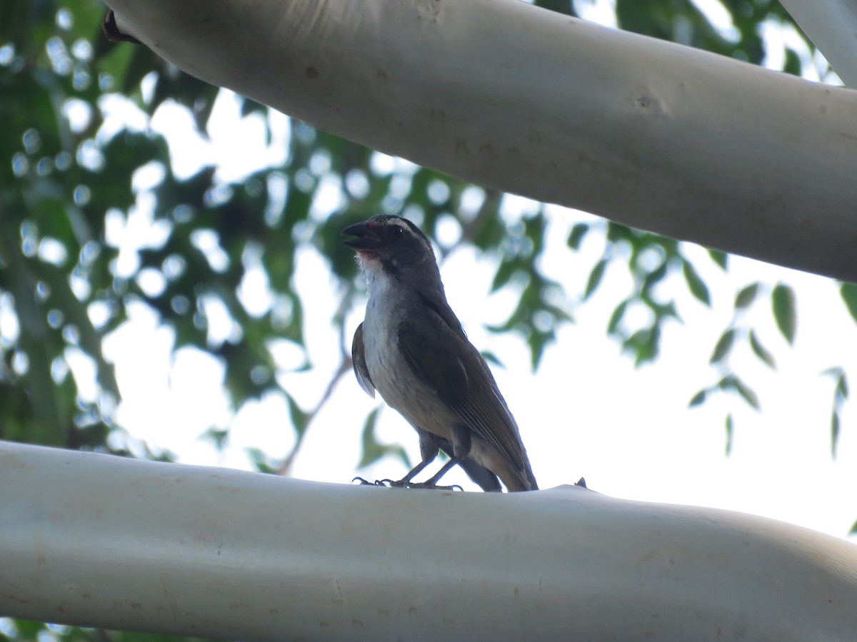 Green-winged Saltator - ML641641046