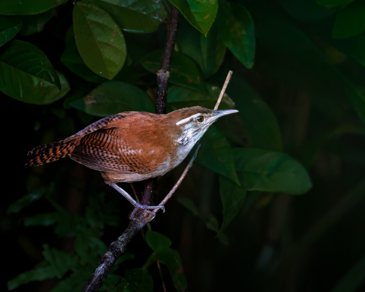 Rufous-and-white Wren - ML641641047
