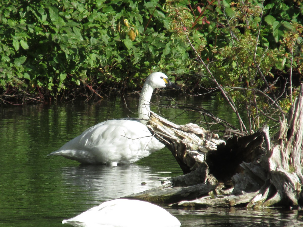 Гунгар хун - ML641641049