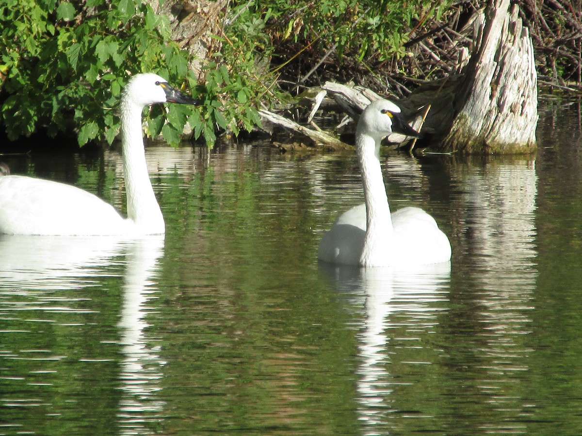 Гунгар хун - ML641641050