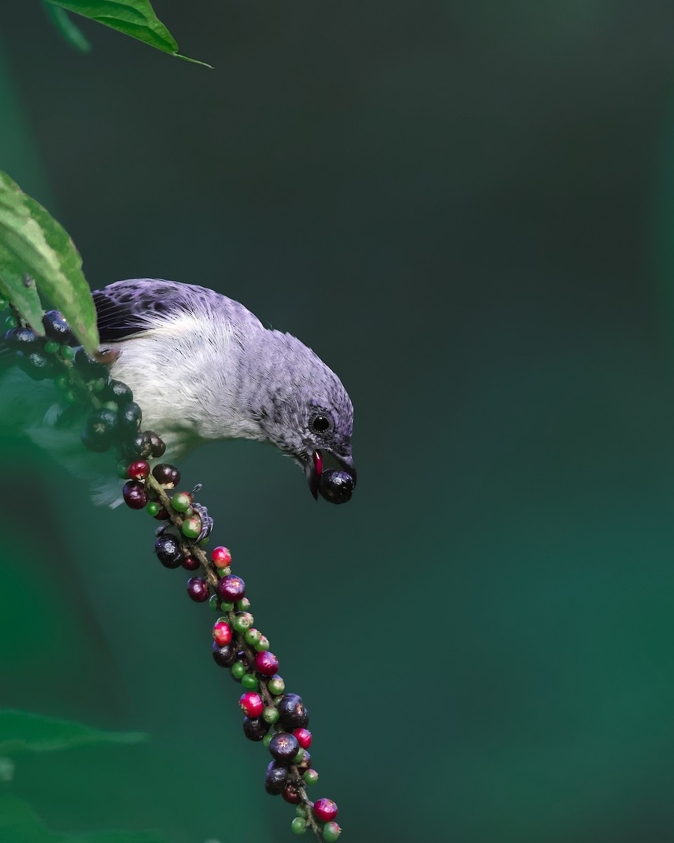 Plain-colored Tanager - ML641641079
