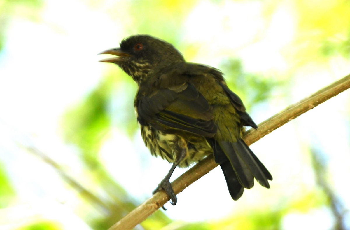 Palmchat - ML641641094