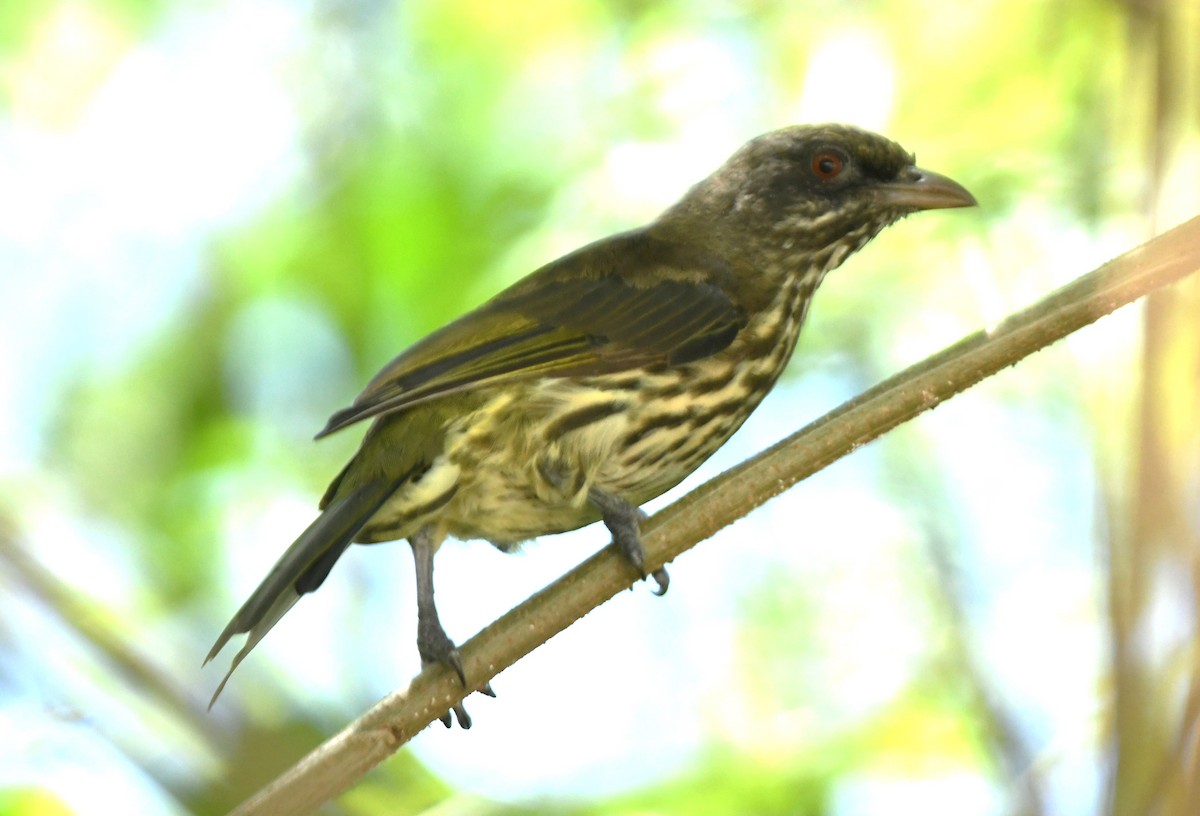 Palmchat - ML641641096