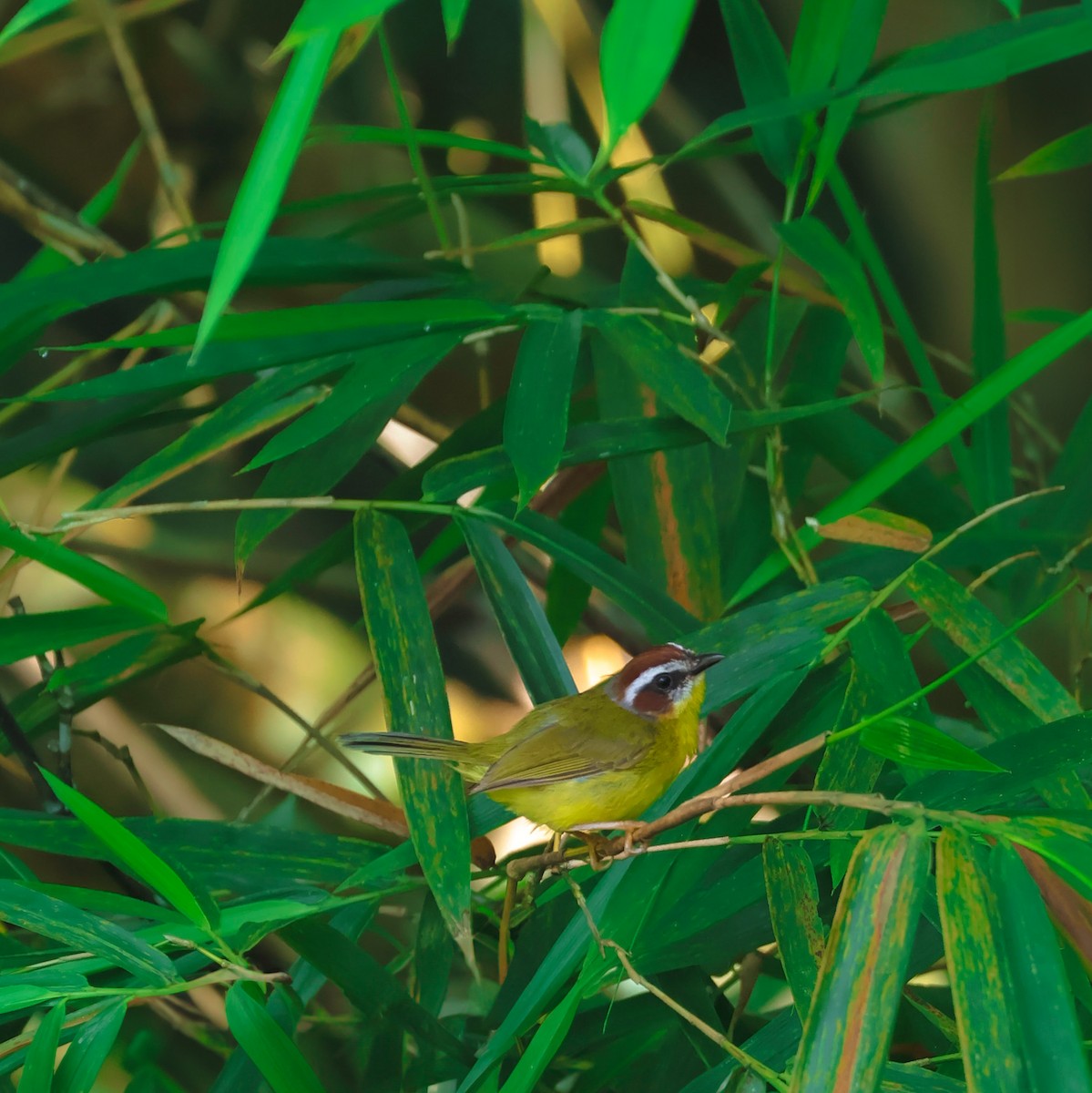 Chestnut-capped Warbler - ML641641110