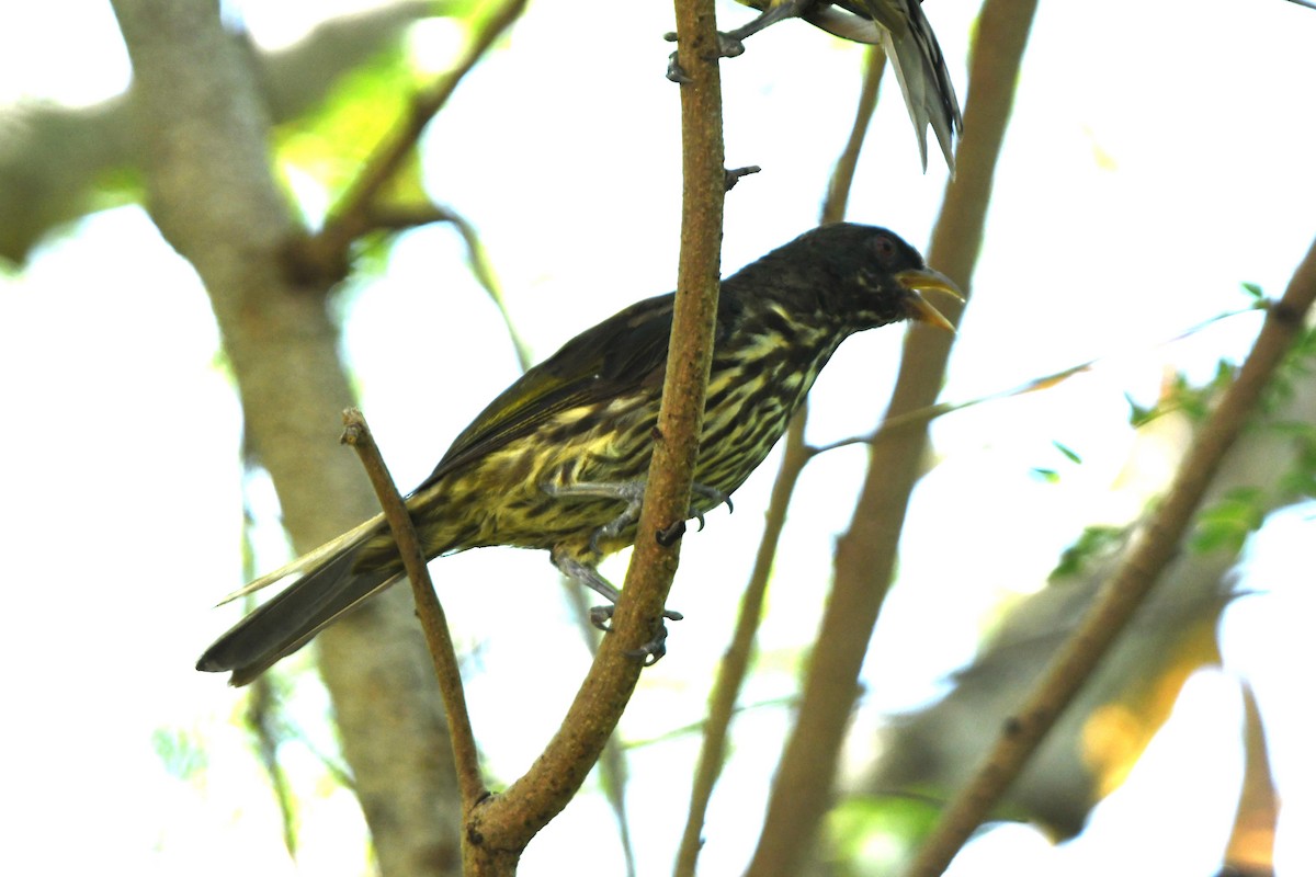 Palmchat - ML641641124