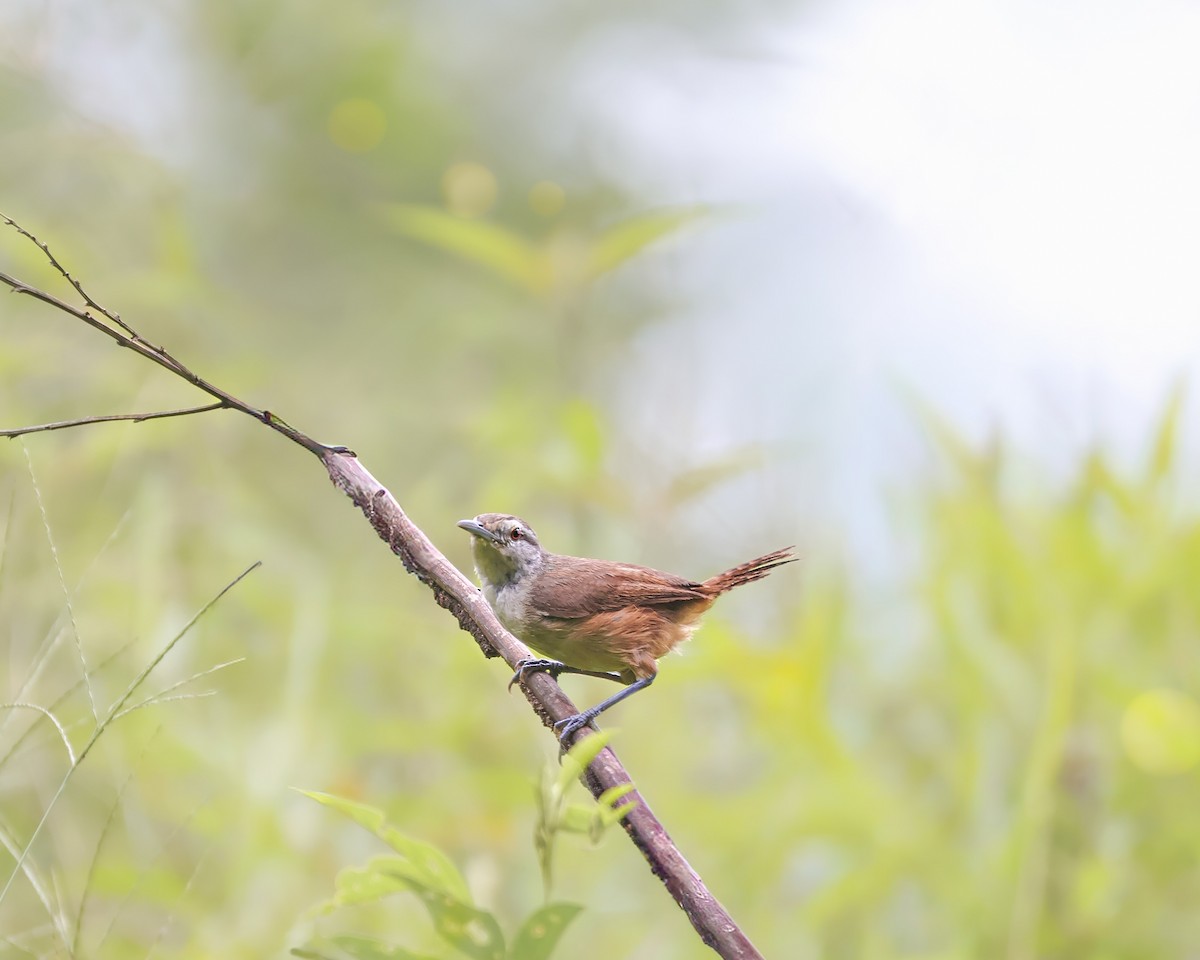 Isthmian Wren - ML641641134