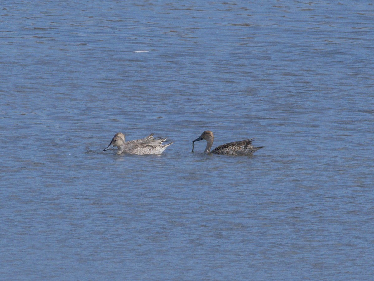 Northern Pintail - ML641641154