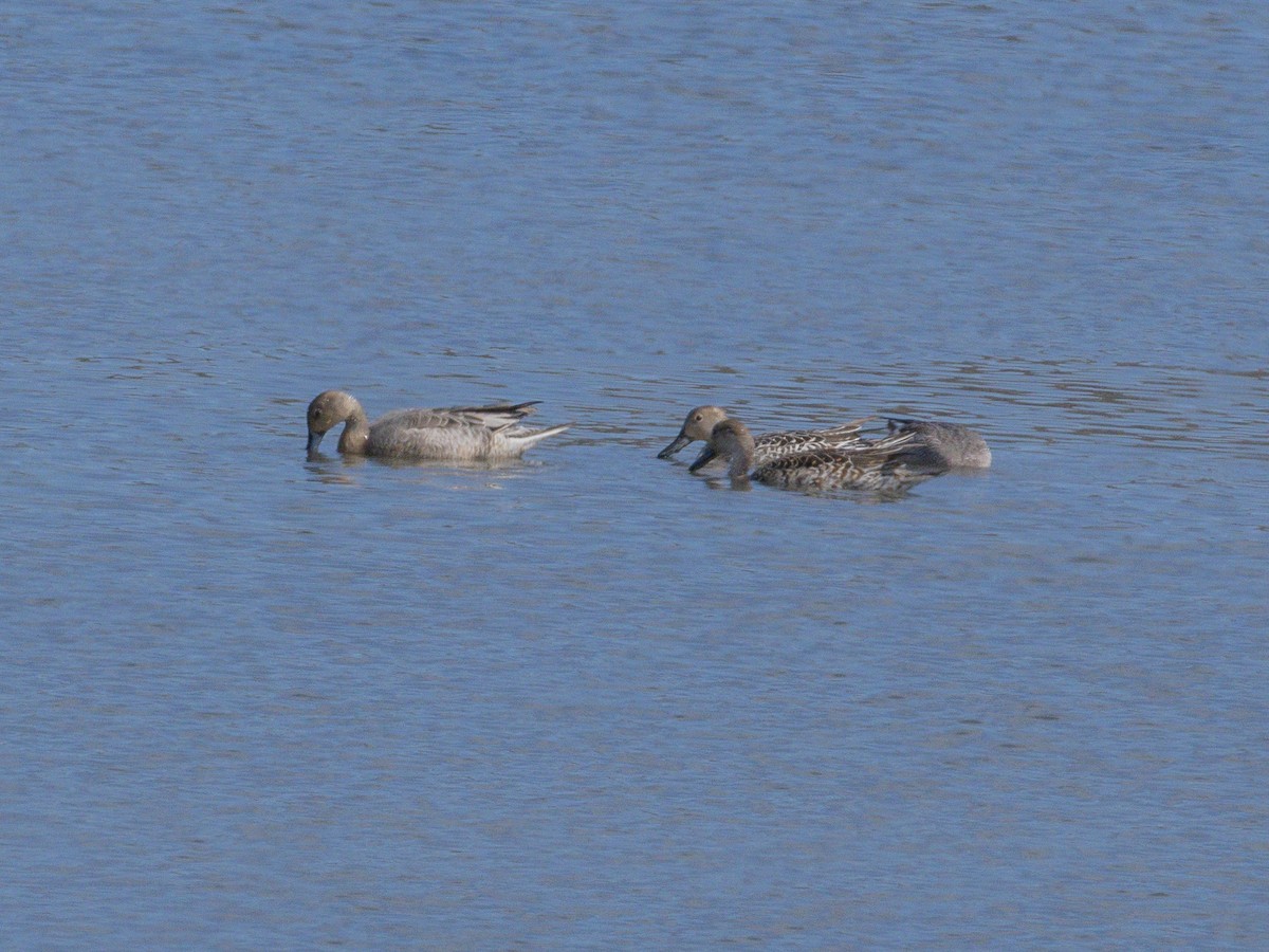 Northern Pintail - ML641641155