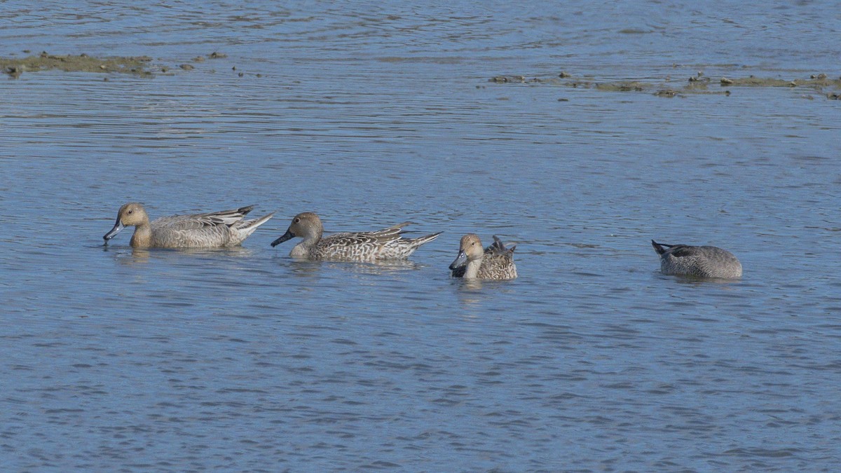 Northern Pintail - ML641641156