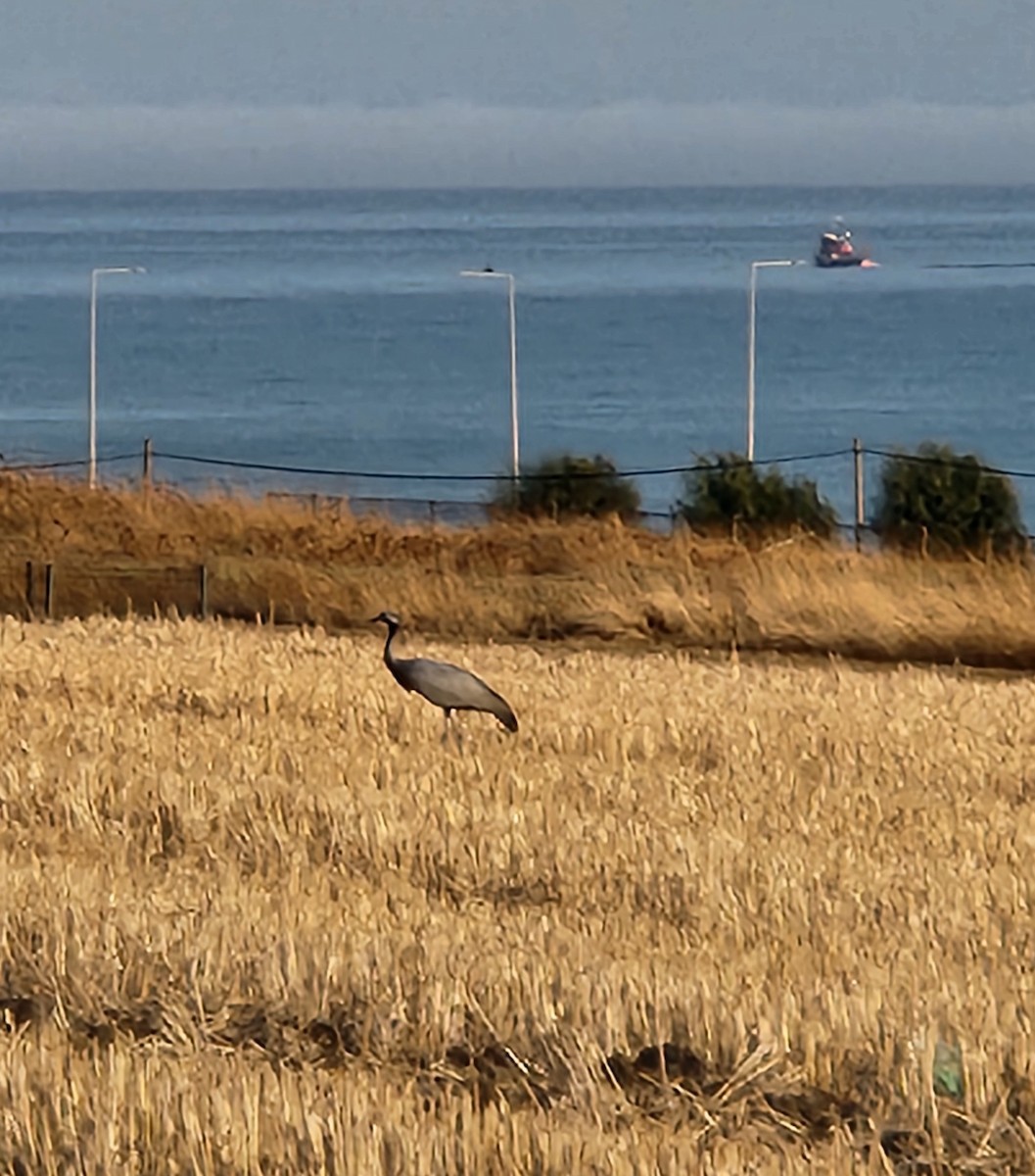 Demoiselle Crane - ML641641209