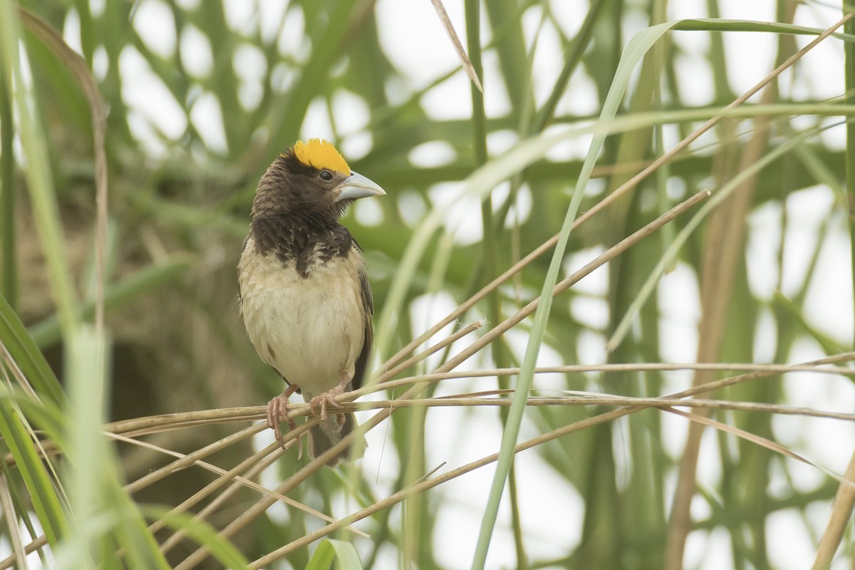 Black-breasted Weaver - ML641641301