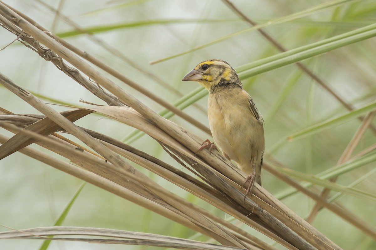 Black-breasted Weaver - ML641641302