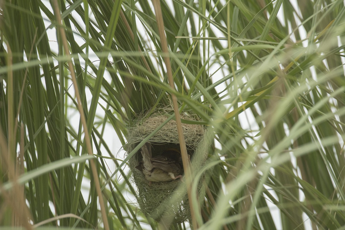 Black-breasted Weaver - ML641641303