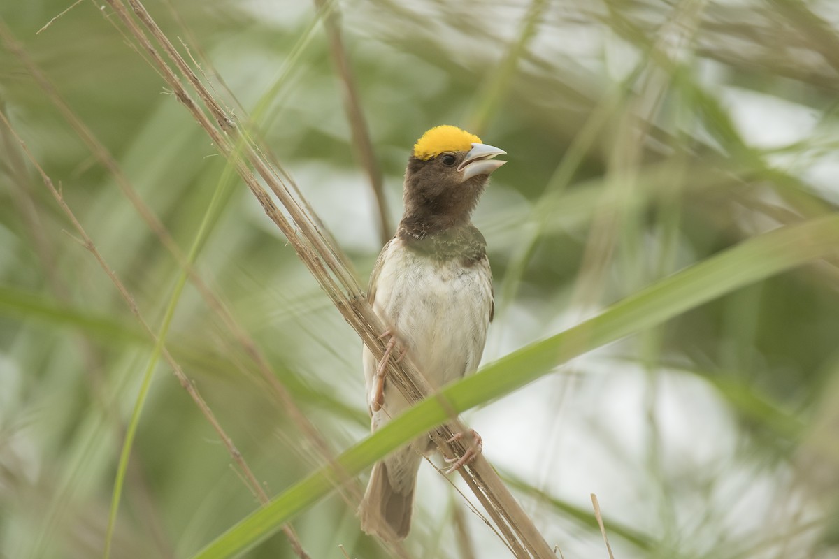 Black-breasted Weaver - ML641641304