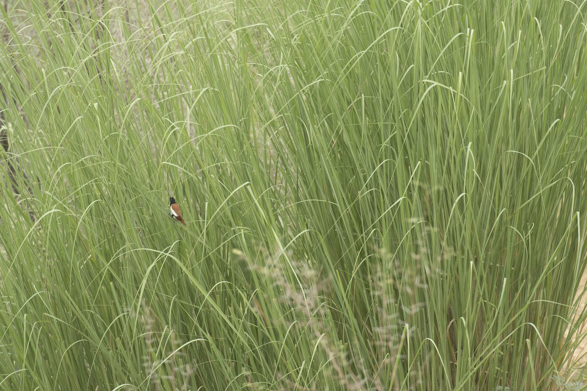 Tricolored Munia - ML641641331