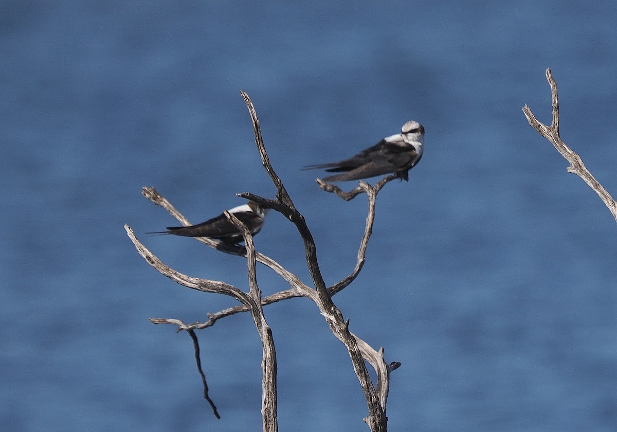 Golondrina Dorsiblanca - ML641641340