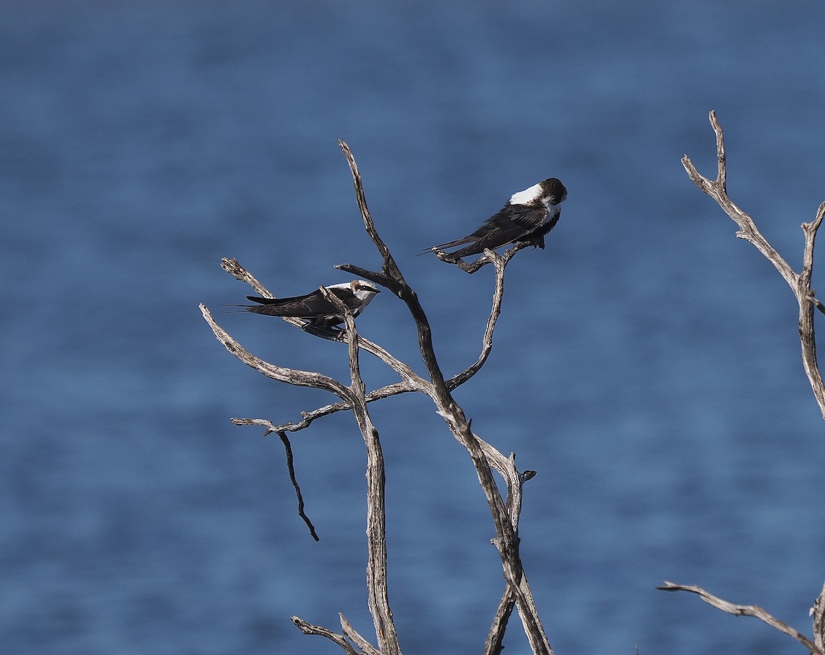 Golondrina Dorsiblanca - ML641641341