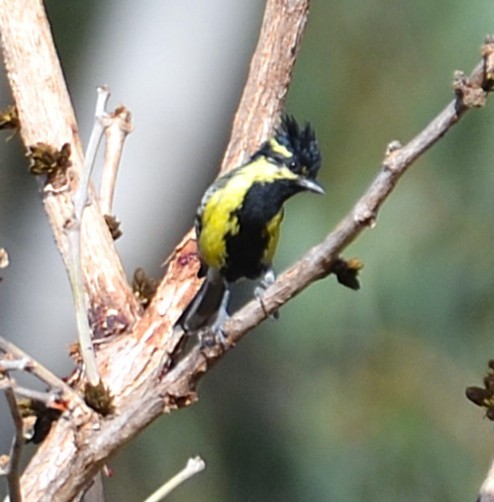 Indian Yellow Tit - ML641641362