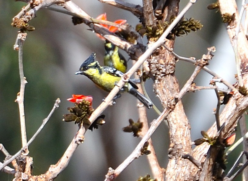 Indian Yellow Tit - ML641641363