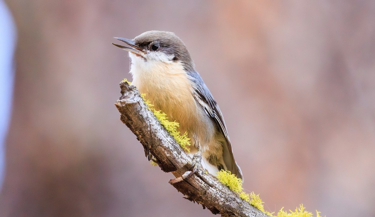Pygmy Nuthatch - ML641641392
