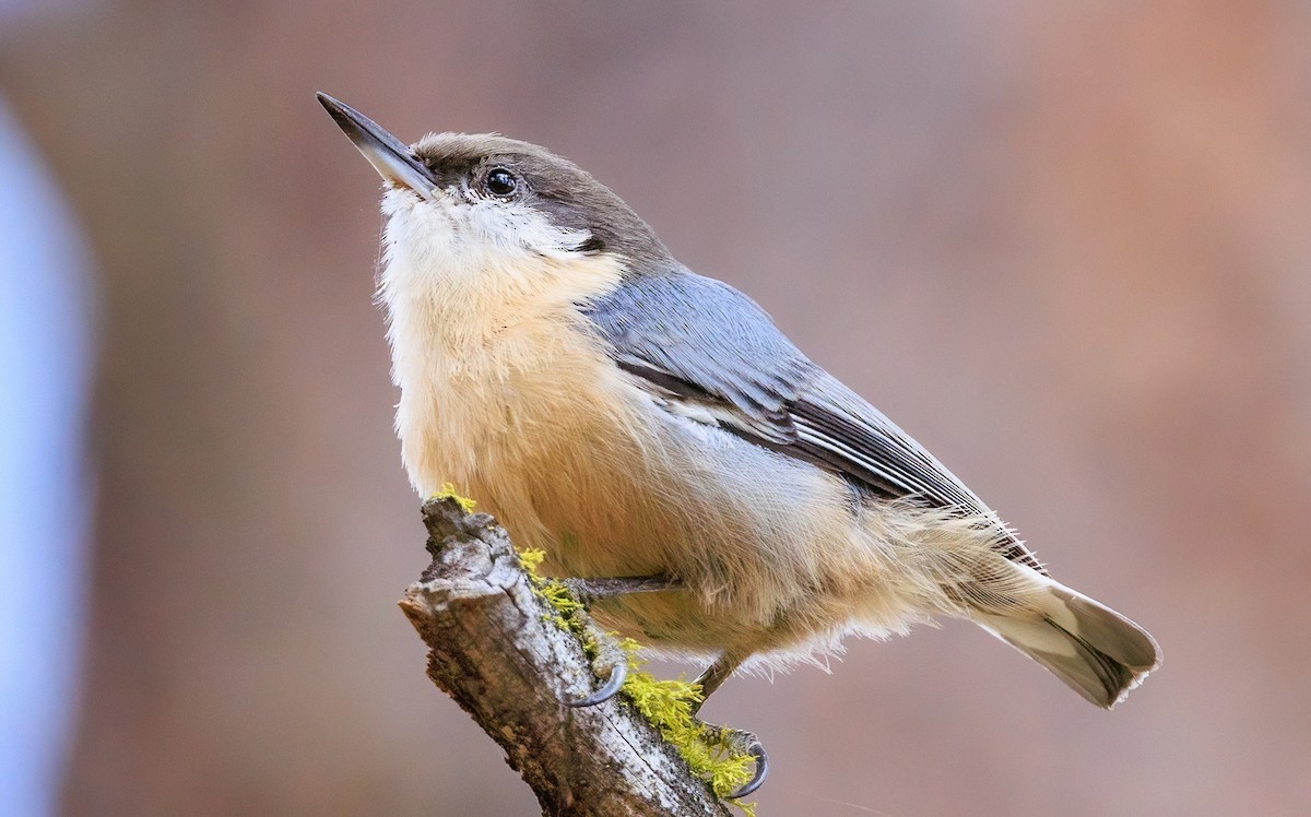 Pygmy Nuthatch - ML641641394