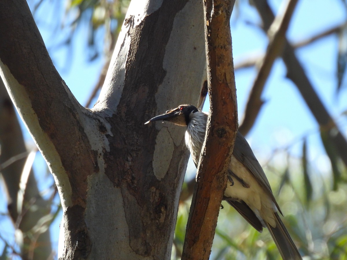 Noisy Friarbird - ML641641408