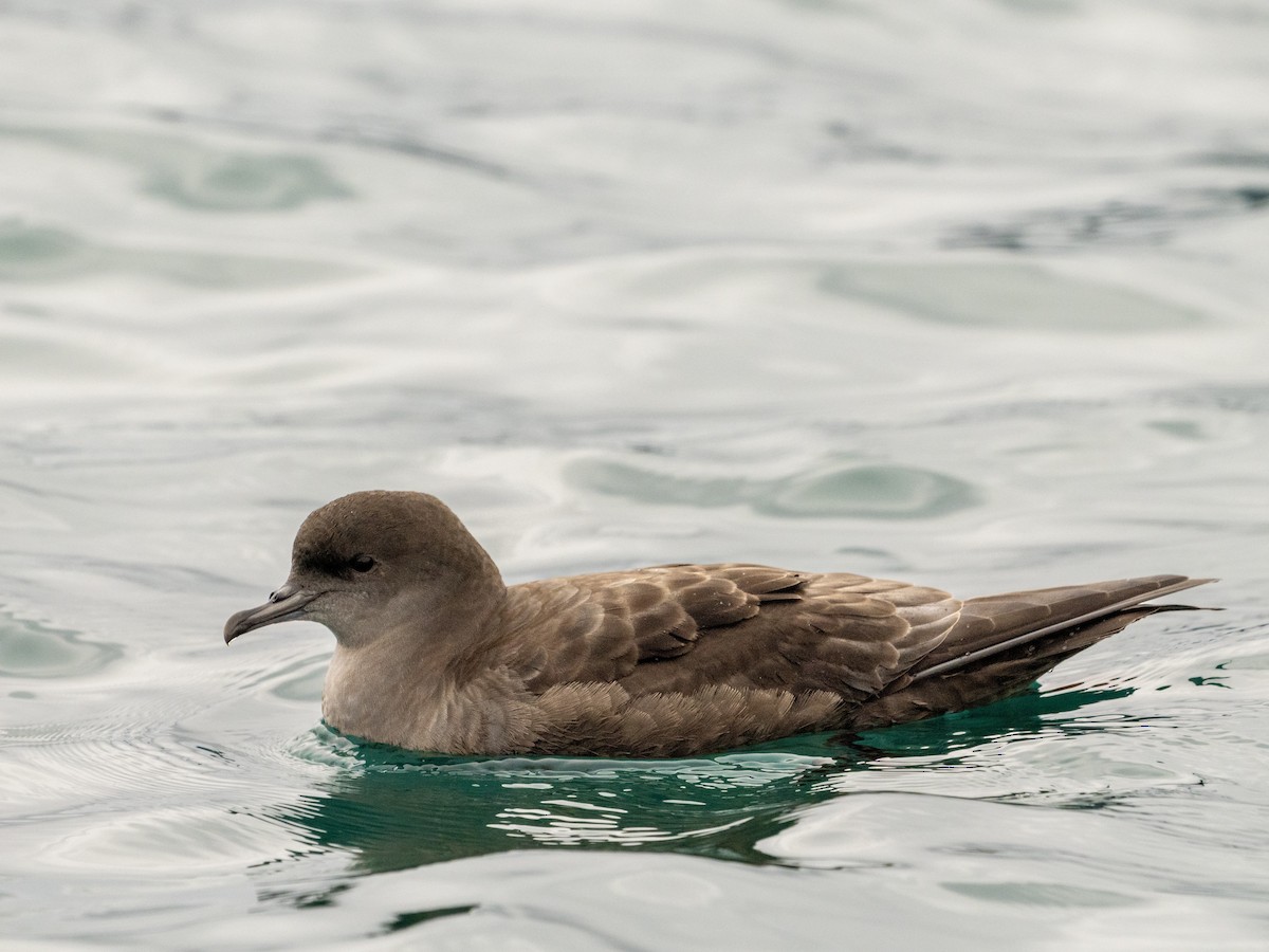 Short-tailed Shearwater - ML641641551