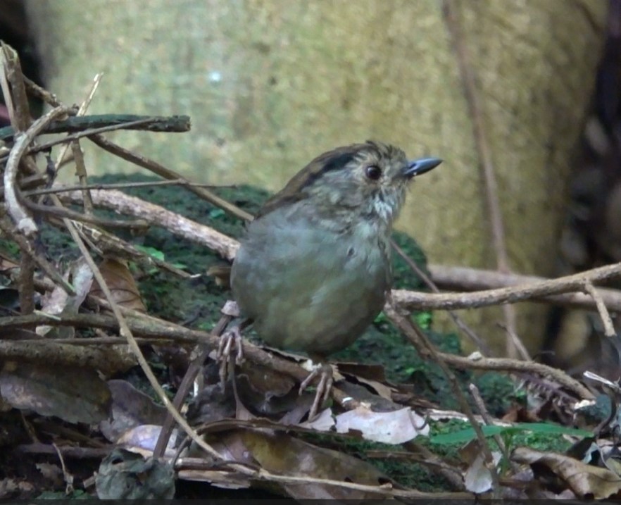 Dusky Fulvetta - ML641641553
