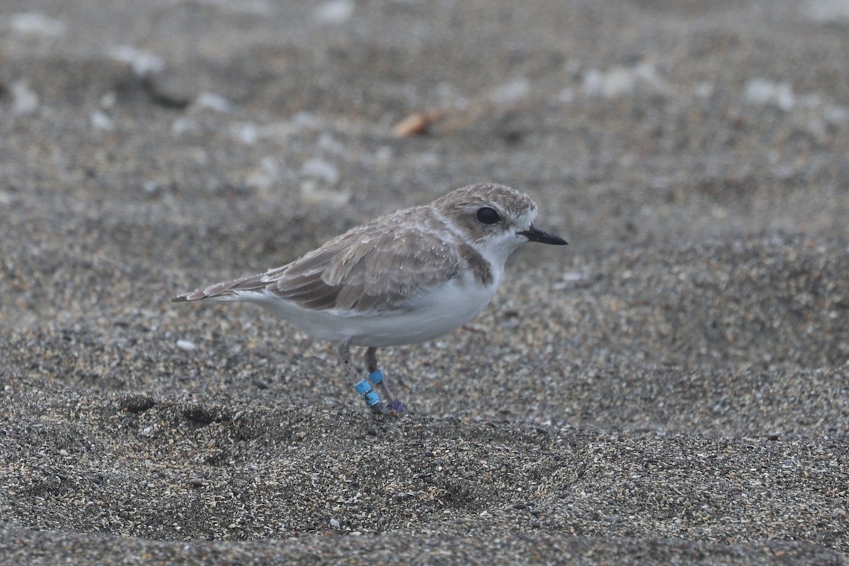 Snowy Plover - ML641641608