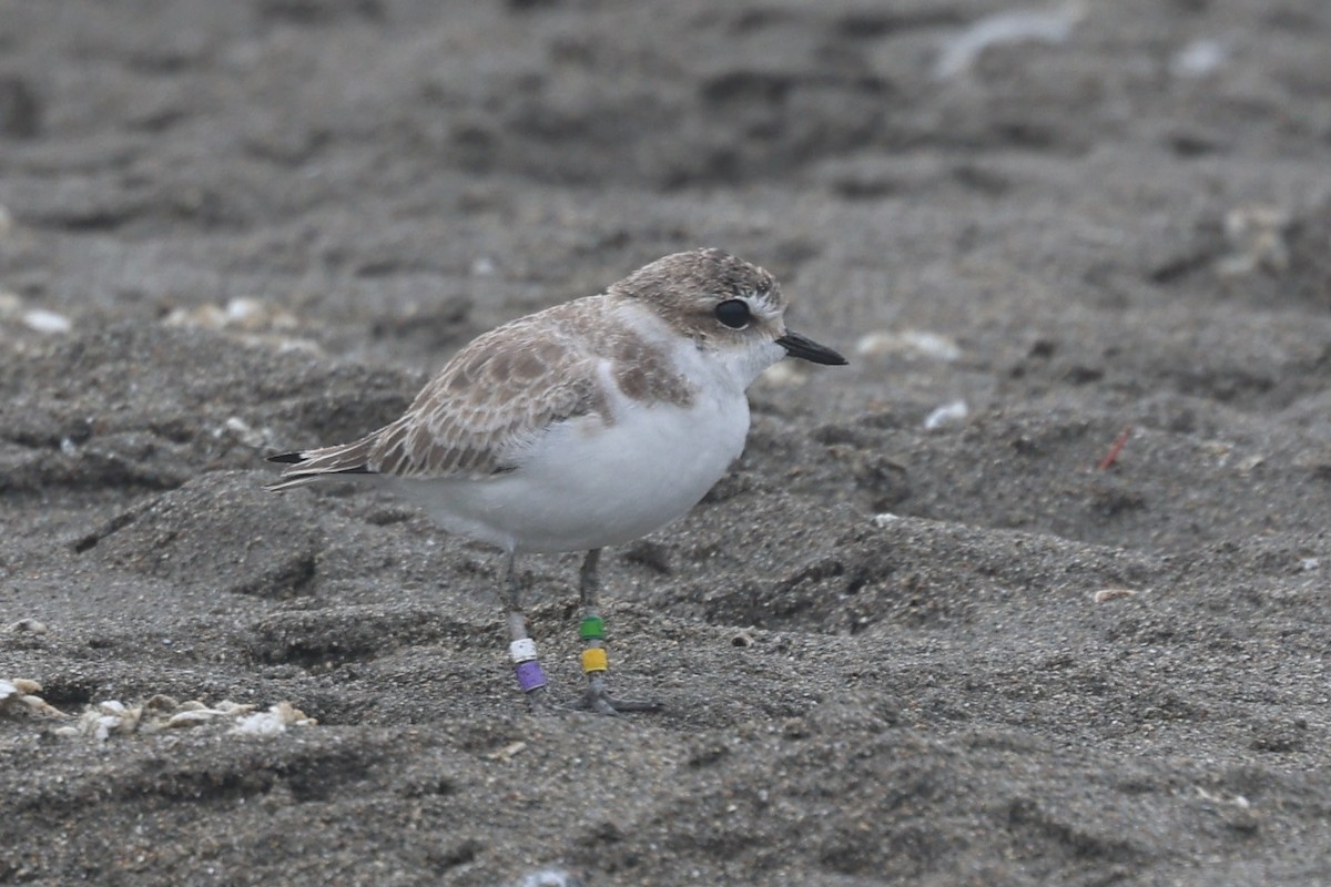 Snowy Plover - ML641641623