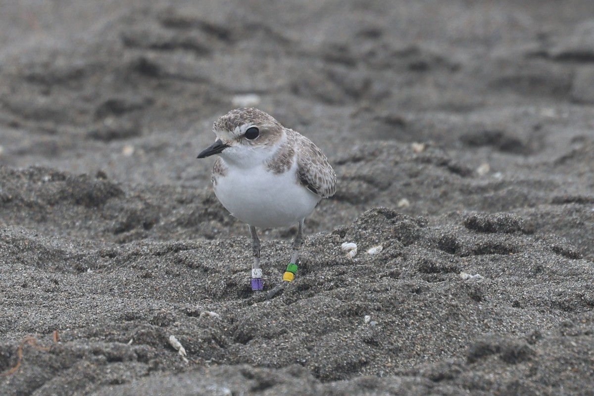 Snowy Plover - ML641641624