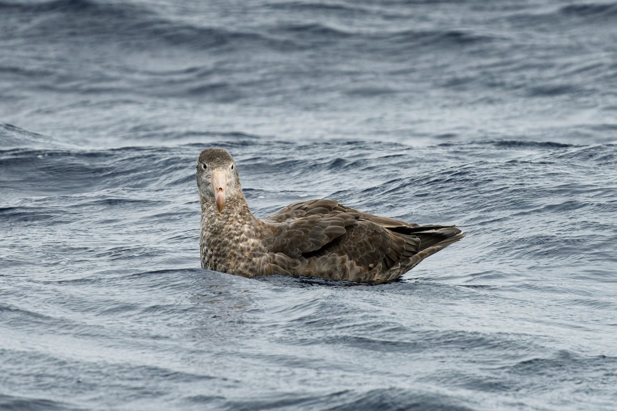 Northern Giant-Petrel - ML641641699