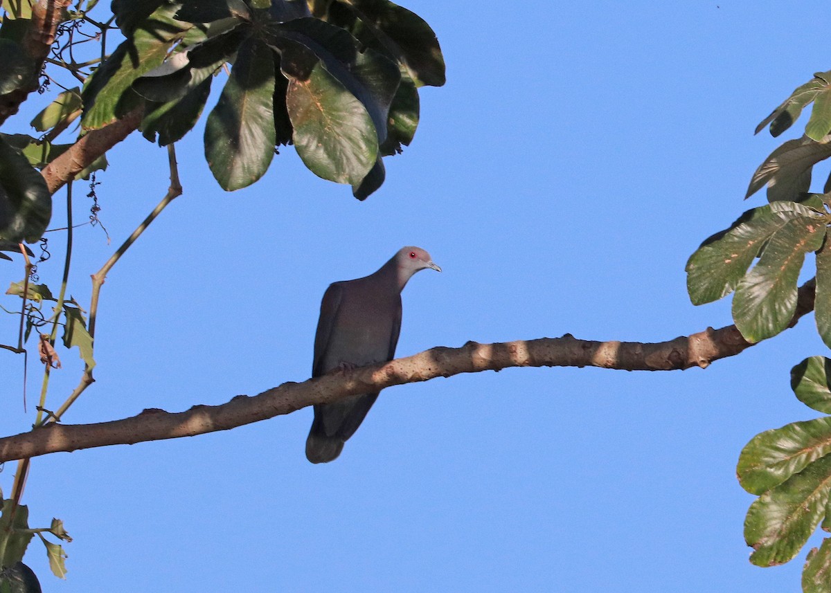 Pale-vented Pigeon - ML641641702