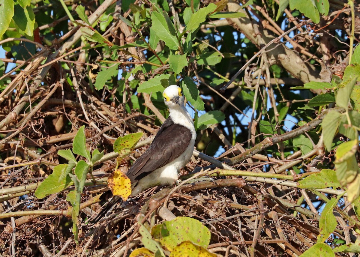 White Woodpecker - ML641641738