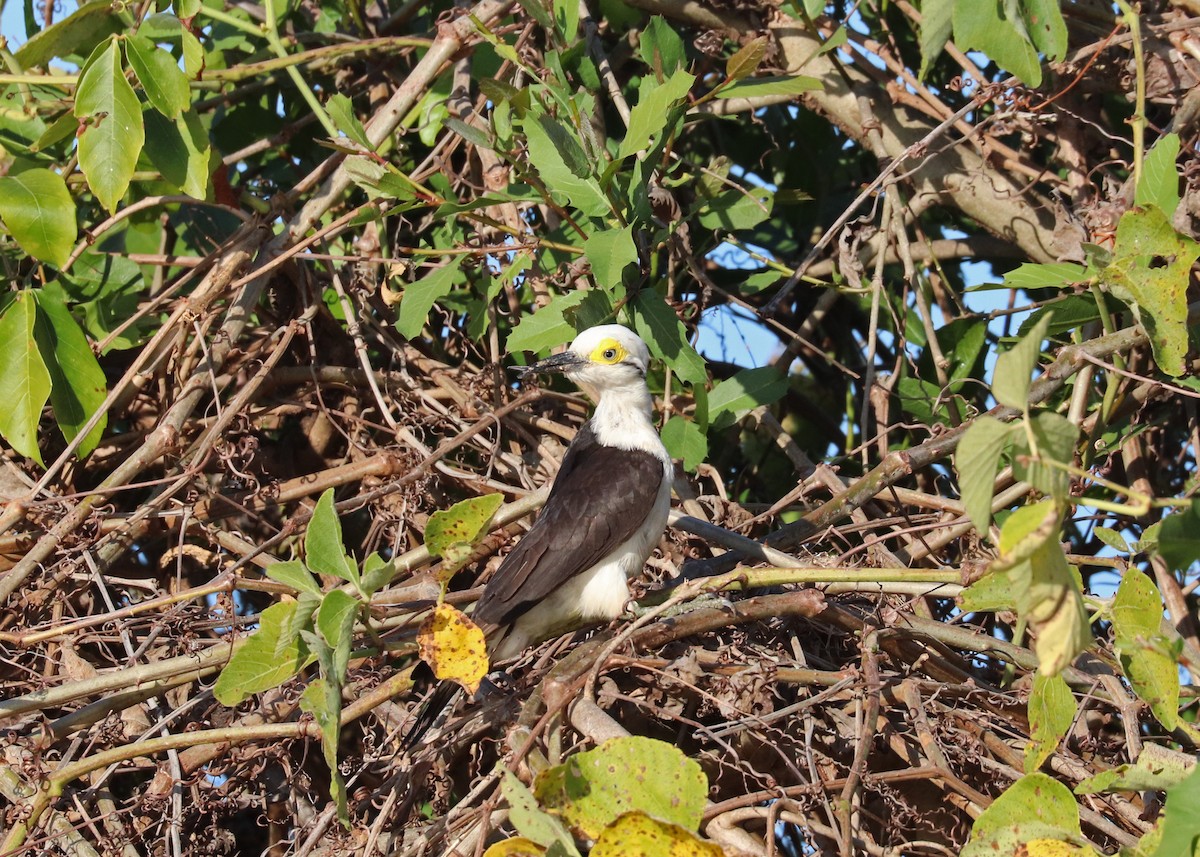 White Woodpecker - ML641641739
