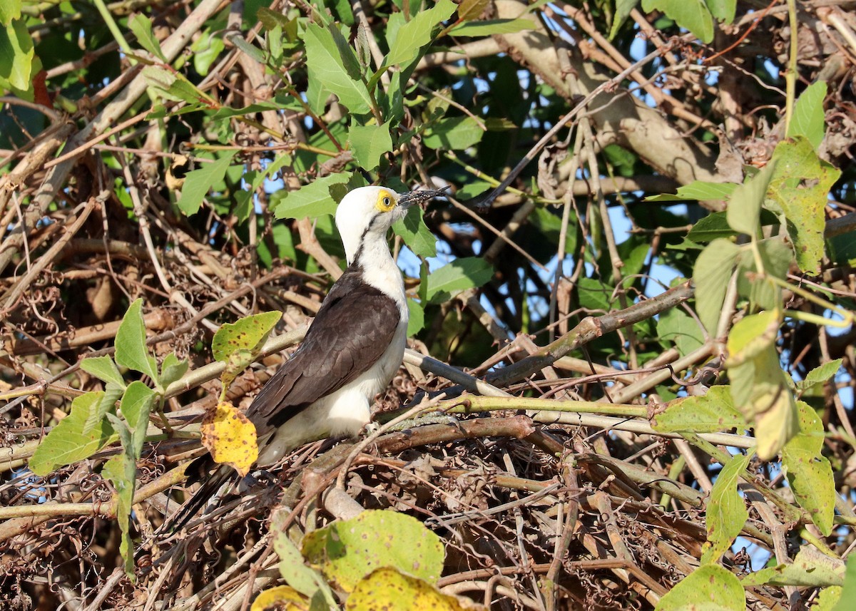 White Woodpecker - ML641641740