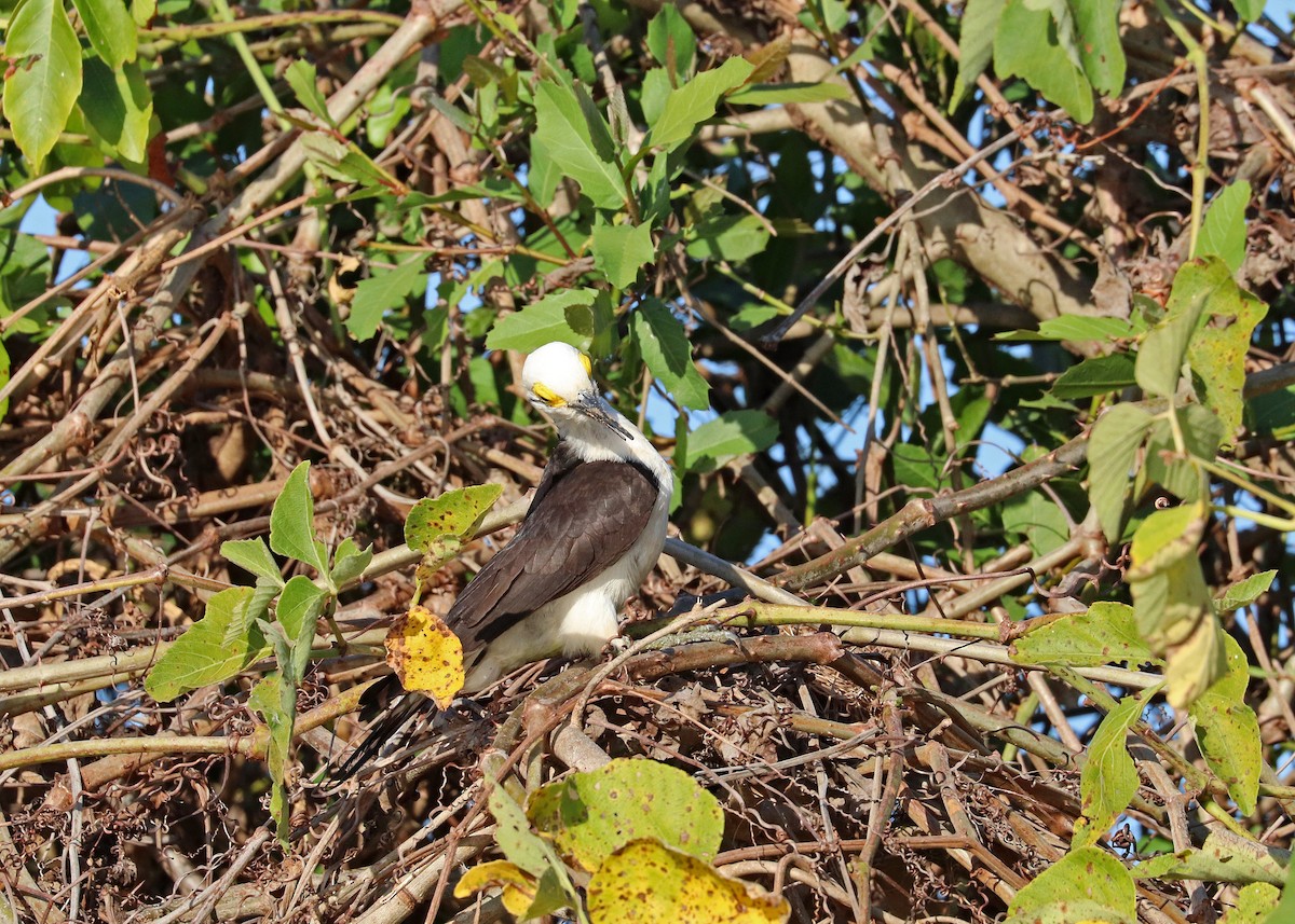 White Woodpecker - ML641641741