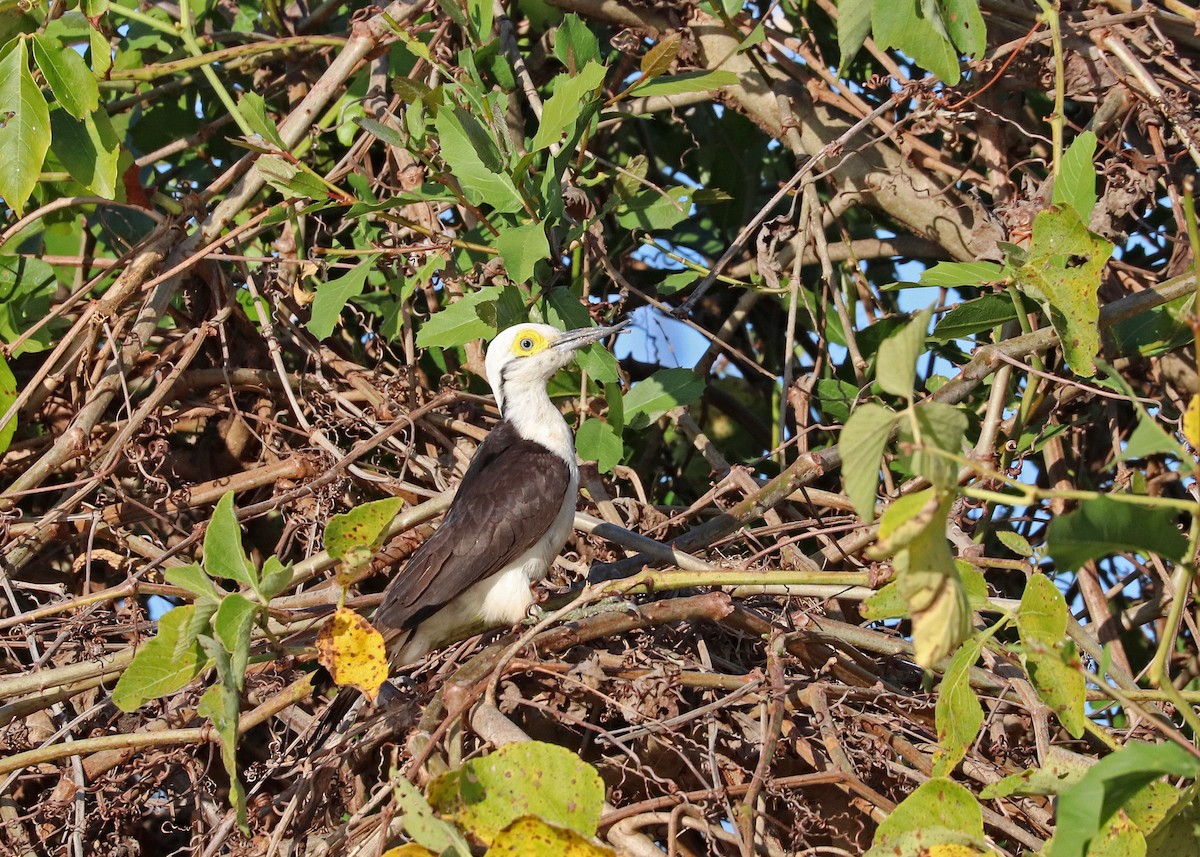 White Woodpecker - ML641641742