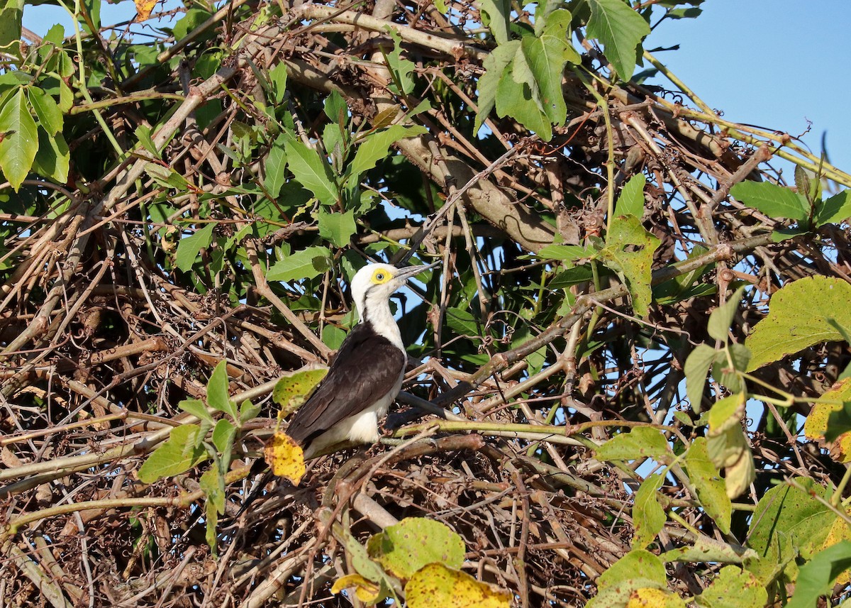White Woodpecker - ML641641743