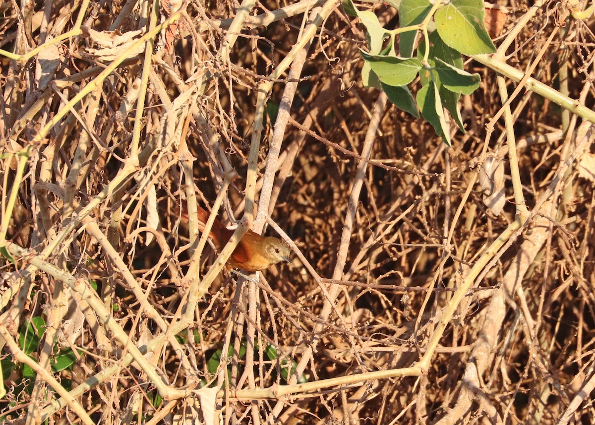 White-lored Spinetail - ML641641750