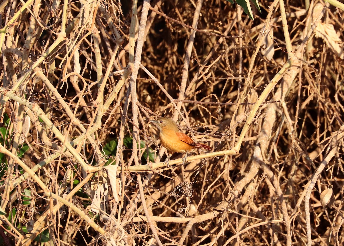 White-lored Spinetail - ML641641752
