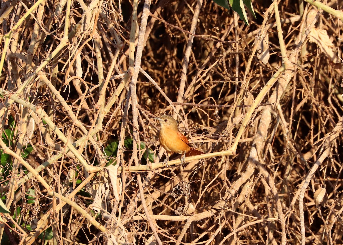 White-lored Spinetail - ML641641754