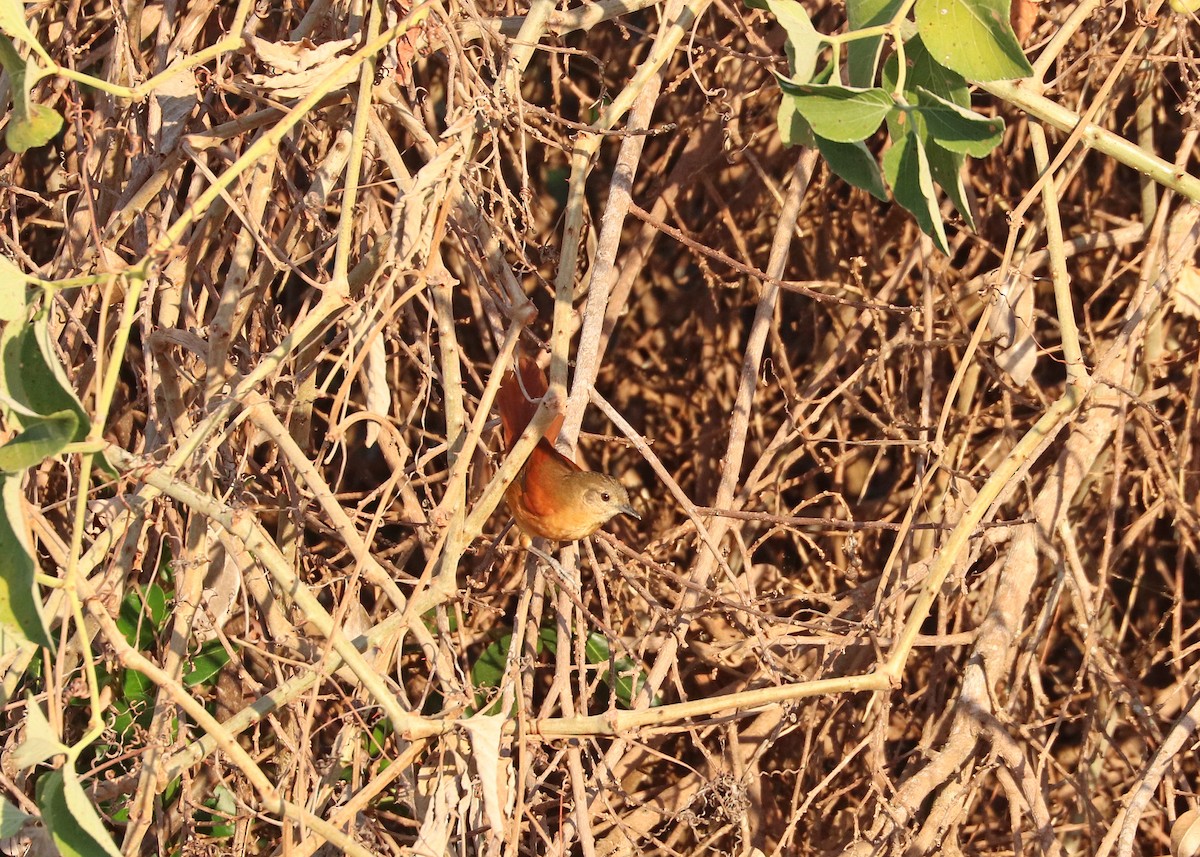 White-lored Spinetail - ML641641755